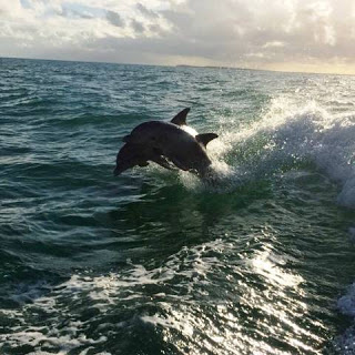 dolphins